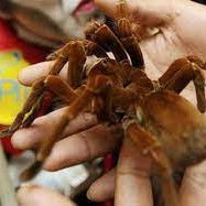 (ویدئو) بزرگترین عنکبوت آمریکای جنوبی در دستان این مرد/ همه حشرات سمی رو سر و صورتشه!!😱