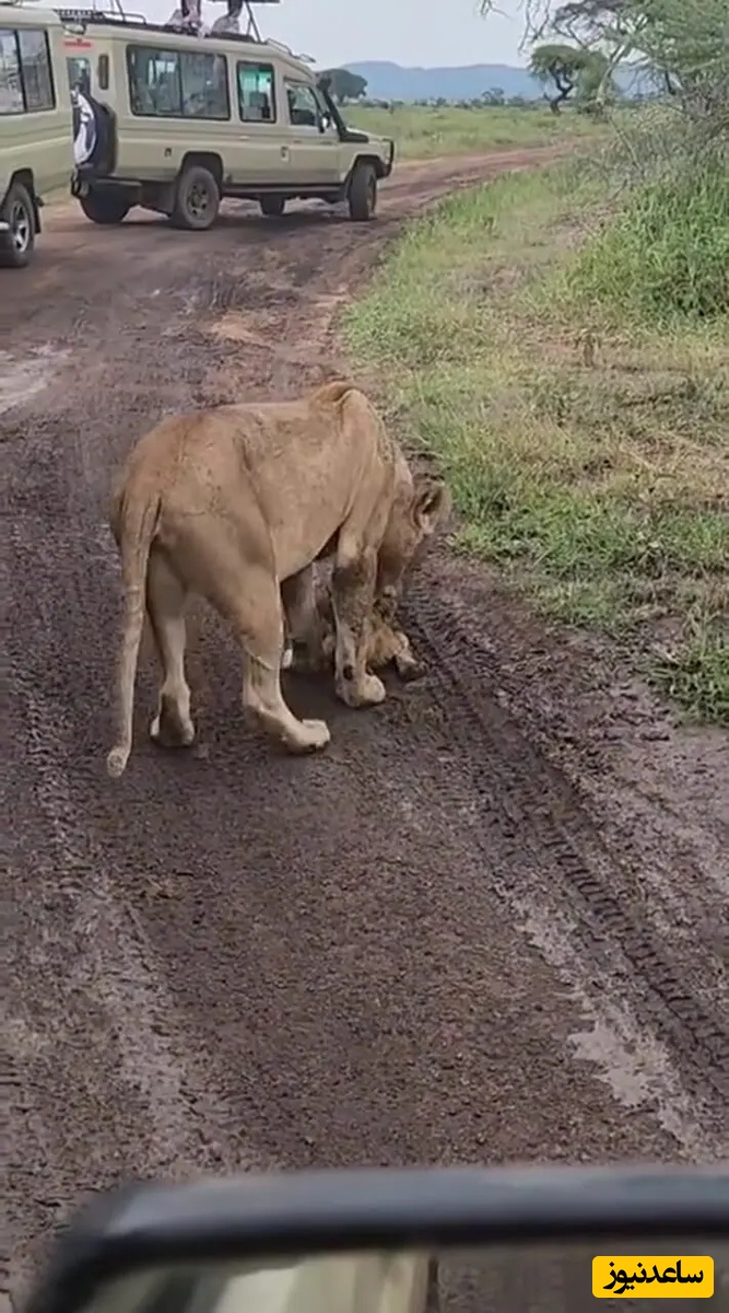 (ویدئو) مستند حیات وحش حیوانات/ صحنه‌ای تلخ و دردناک از واقعیت بی‌رحم حیات وحش...