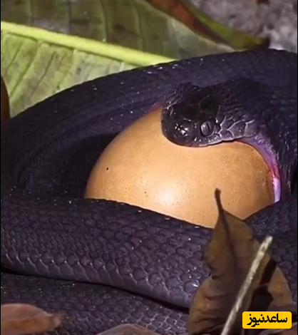 ویدیویی از انعطاف باورنکردنی دهان مار هنگام بلعیدن تخم پرنده درشت!+فیلم