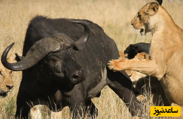 (ویدئو) مبارزه یک گاومیش با 15 شیر و 3 اسب آبی!