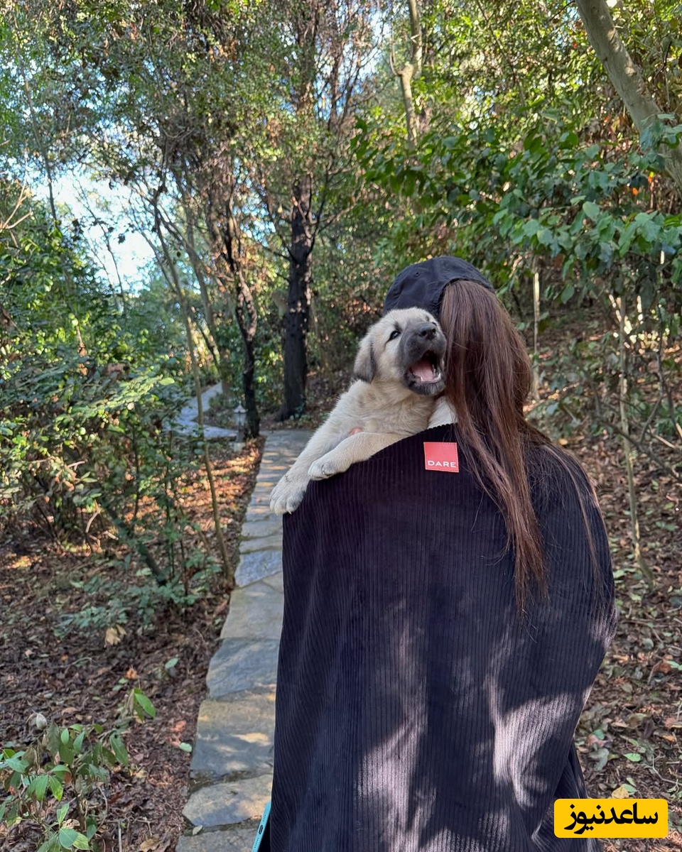 منزل هانده ارچل