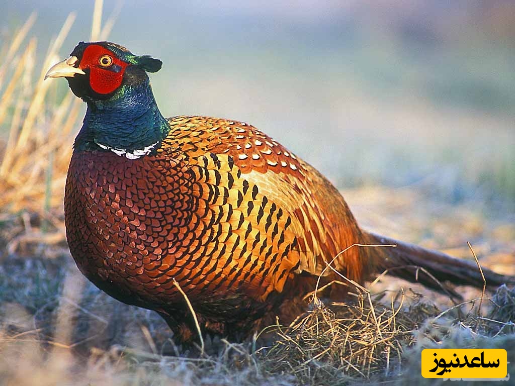 دیدن قرقاول در خواب چه تعبیری دارد؟ / تعبیر خواب قرقاول