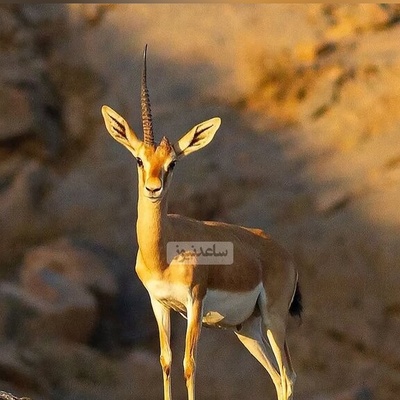 (ویدیو) بازگشت زیبای افسانه‌های باستانی به حیات وحش ایران/ بعد از همای سعادت جولان آهوی تک شاخ ایرانی در هرمز