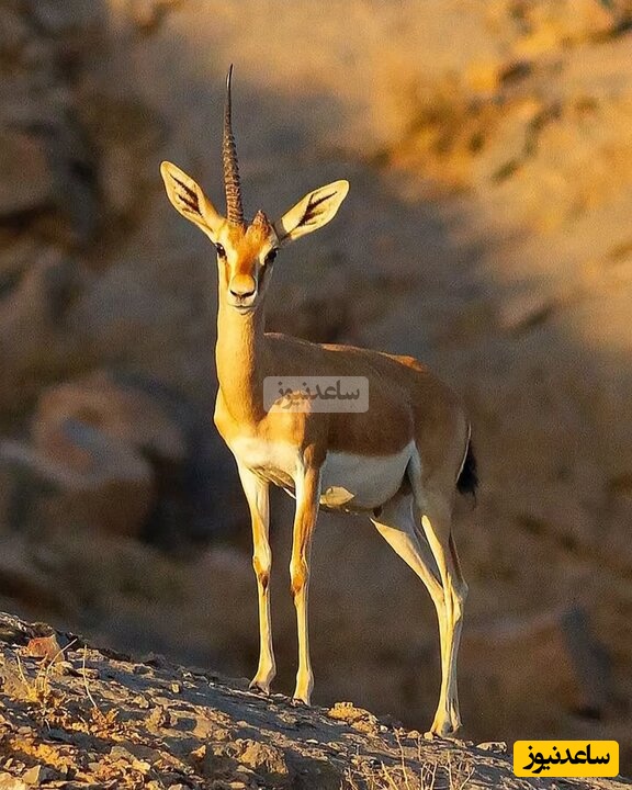 (ویدیو) بازگشت زیبای افسانه‌های باستانی به حیات وحش ایران/ بعد از همای سعادت جولان آهوی تک شاخ ایرانی در هرمز