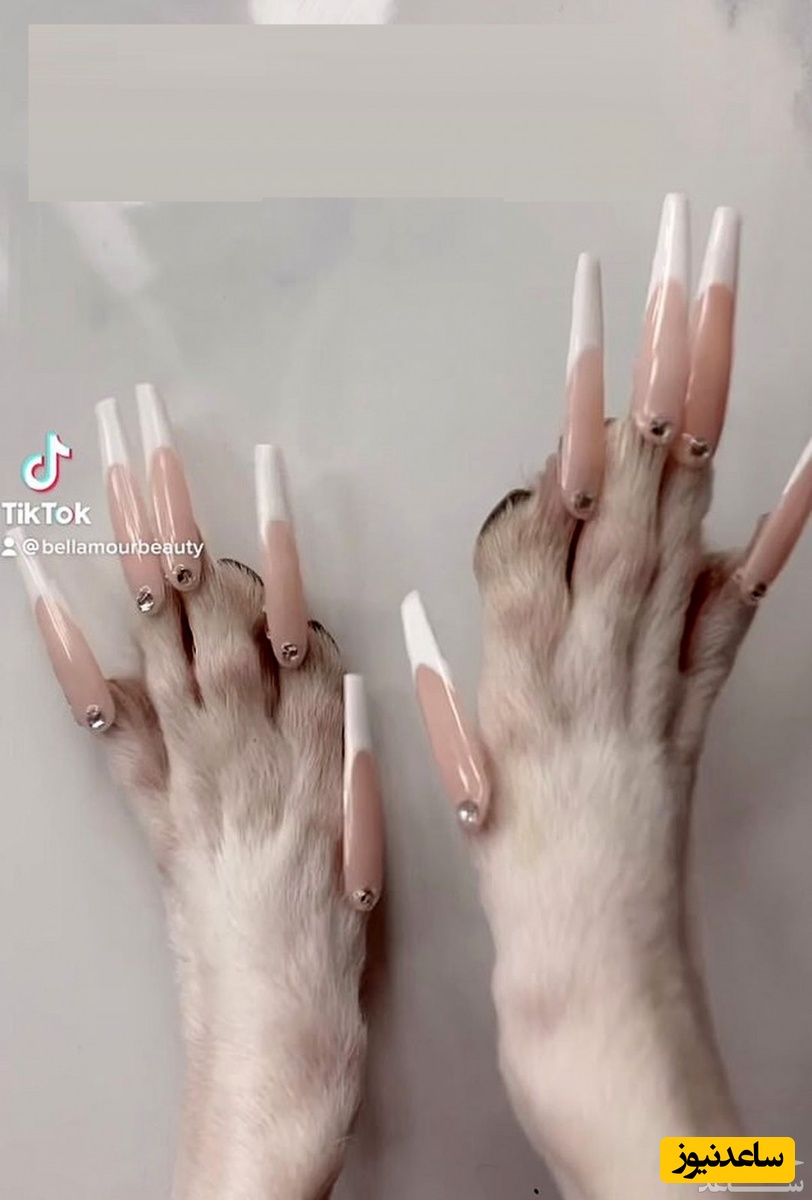 حیوان آزاری عجیب / سگ با ناخن و مژه مصنوعی ؟!