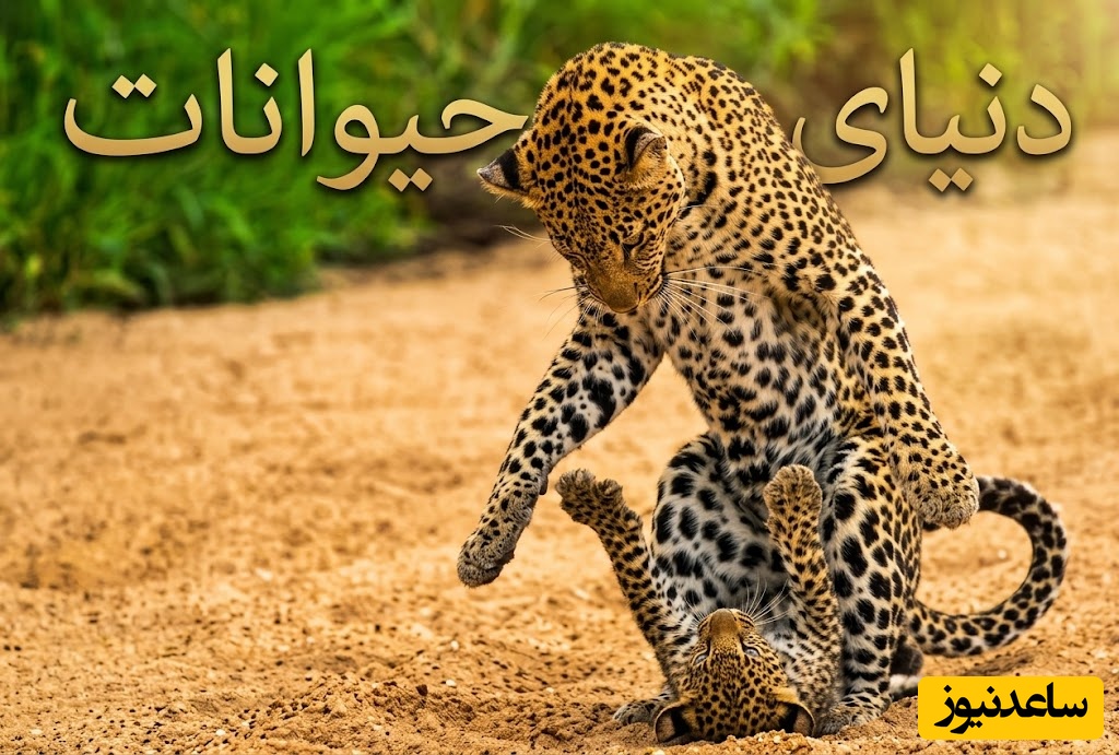 (ویدیو) مستند حیات وحش/ رازبقا، این داستان: رویارویی نفس‌گیر پلنگ و کفتار برای نجات توله