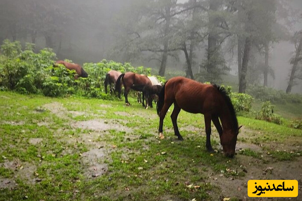 صحنه ای خارق العاده از گردش اسب های فوق العاده زیبا در دل طبیعت + ویدئو / اینجا سوئیس و هلند نیست گیلان خودمونه؛ رویایی ترین چیزی که تا به عمرتون دیدید😍