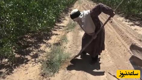 (فیلم) زن 80 ساله کرمانی که پیرترین کشاورز شناخته شد