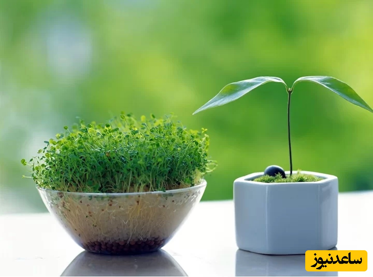 آموزش فوری سبزه کنجد برای عید 1405؛ فقط در چند دقیقه! + ویدئو