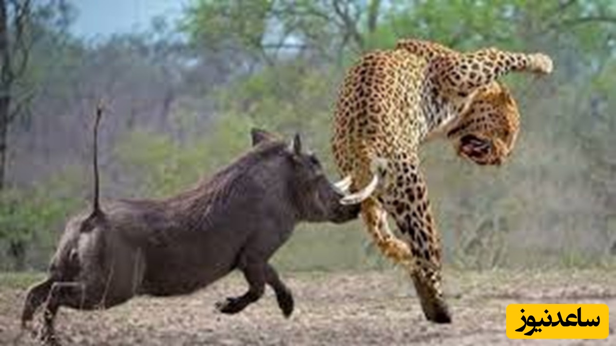 (ویدئو) حیات وحش ؛ مستند حیات وحش حیوانات / شکست باورنکردنی پلنگ در برابر گراز وحشی!
