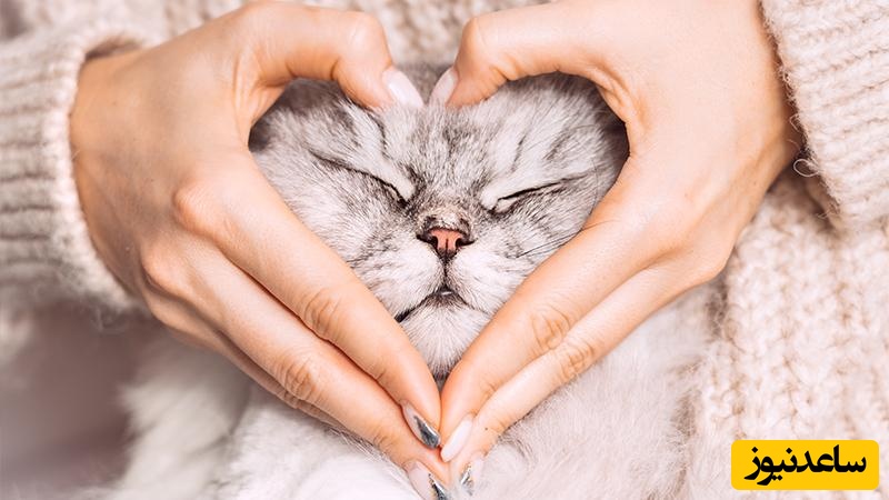 معرفی 4 حیوان خانگی دوست‌داشتنی که در آپارتمان عاشق‌شان می‌شوید! از گربه تا همستر+ عکس