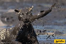 ببینید| وقتی پلنگ از آب گل آلود ماهی می گیرد!