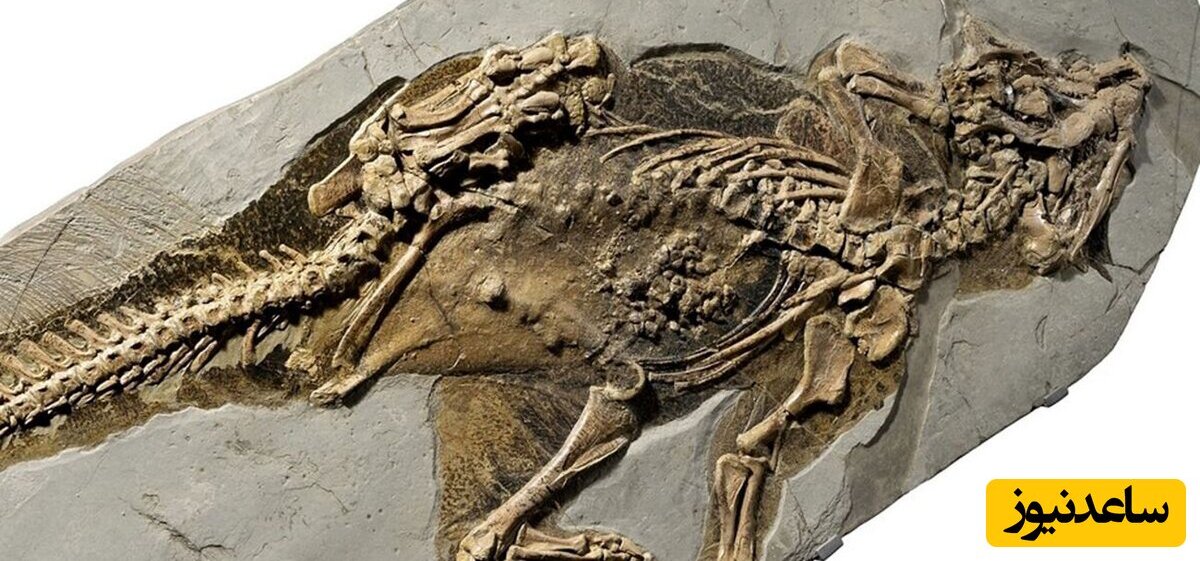 کشف ناف دایناسور در یک فسیل + عکس