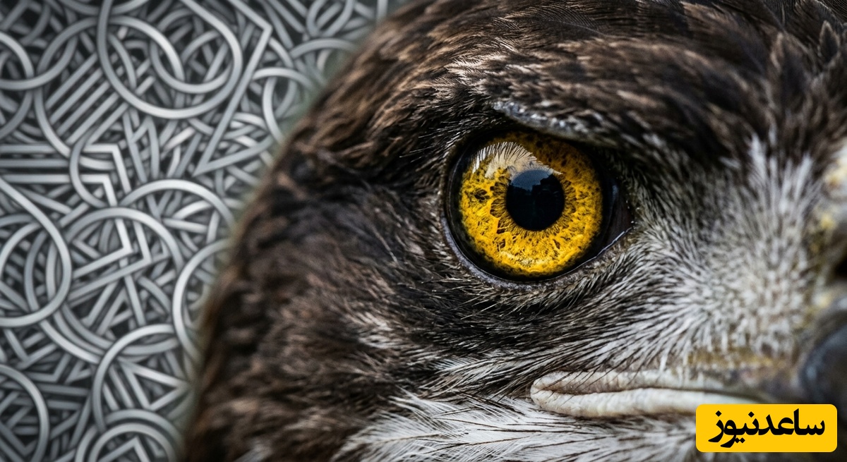 خطای دید؛ فقط چشم‌هایی با تیزبینی عقاب می‌توانند در 8 ثانیه حلقه گمشده را پیدا کنند!