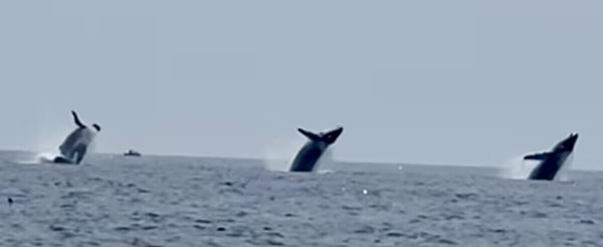 (ویدئو) پرش زیبای سه نهنگ در امتدا هم!