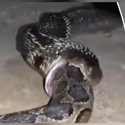 ویدئویی کمیاب از لحظه بلعیدن مار پیتون توسط یک مار کبرا