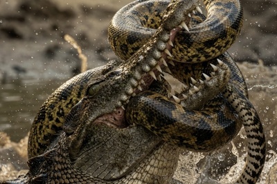 قانون جنگل؛ مستند حیات وحش/ نبرد تمساح و مار؛ دوئل در لجن‌زار+فیلم