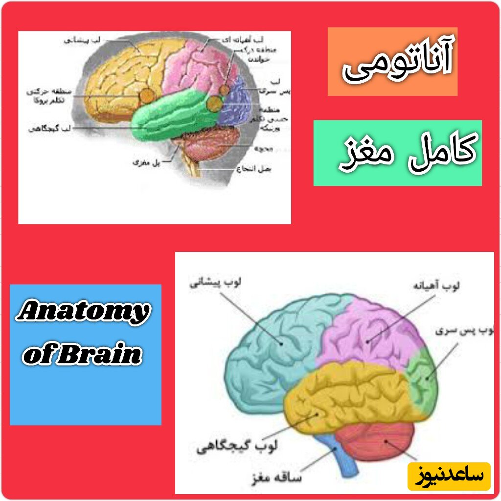 آیاباآناتومی مغز کاملا آشنایی دارید؟