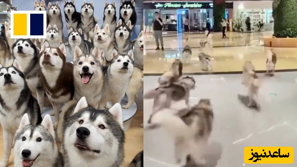 (ویدئو) فرار هیجان انگیز 100 سگ هاسکی از یک کافه!