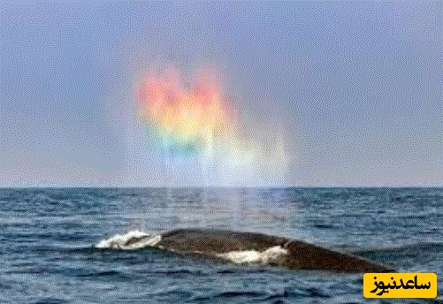 بازدم نهنگ، رنگین‌کمان‌های شگفت‌انگیز ایجاد کرد +ویدئو جذاب