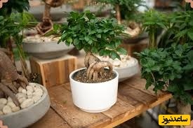 نکات نگهداری از بونسای: طریقه نوردهی و آبیاری گل بونسای جنسینگ برای داشتن گلخانه ای سرسبز+ ویدئو