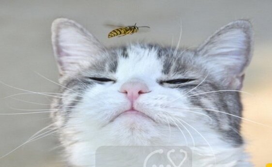 تصویر عجیب و خنده دار از گربه ای که زنبور لب هایش را نیش زده+عکس