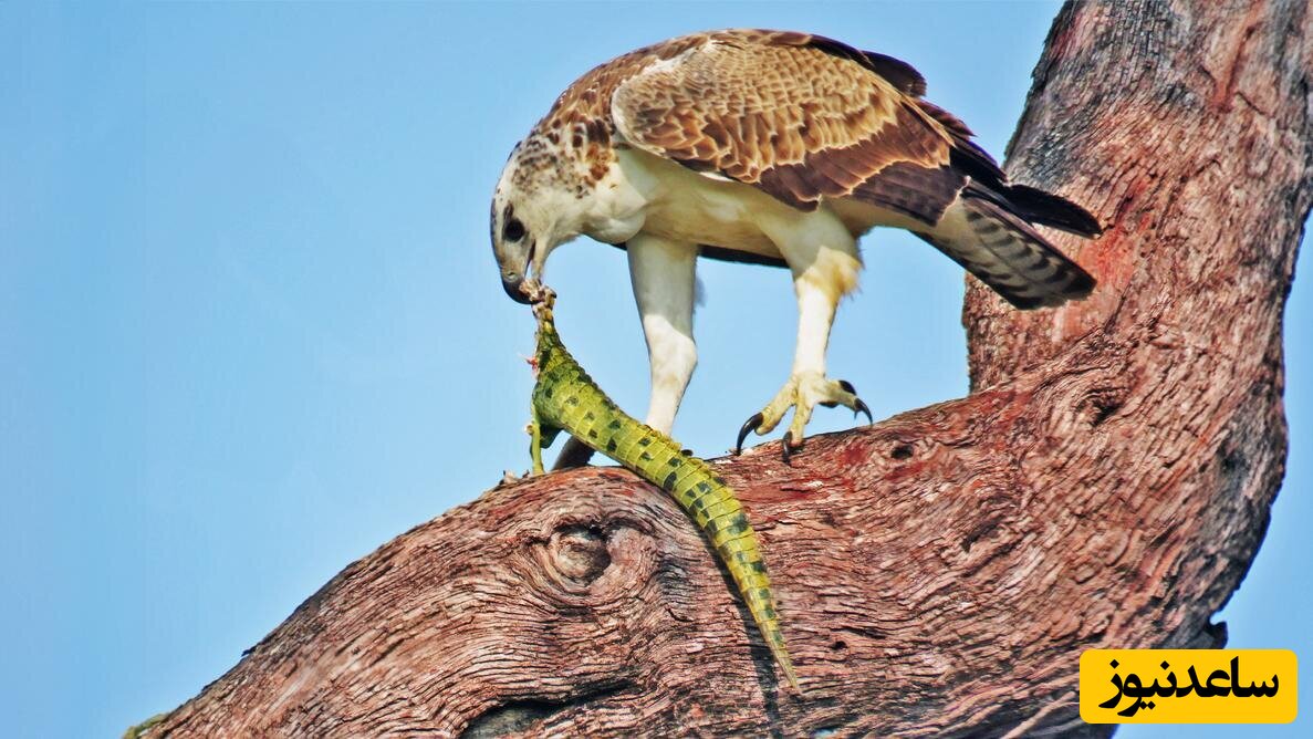 عقاب جنگی در حال خوردن تمساح