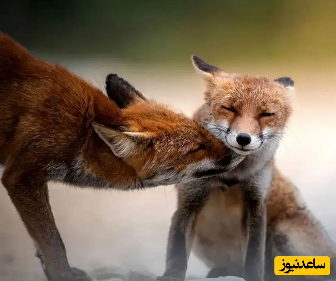 35 عکس تحسین‌شده از لحظات تماشایی حیات وحش/ زیبایی طبیعی از دنیای حیوانات+ عکس