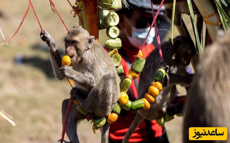 مدرسه میمون‌ها در تایلند