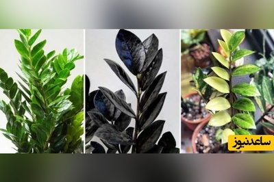 آموزش تکثیر و قلمه زدن زاموفیلیا به روشی آسان و سریع+ ویدئو