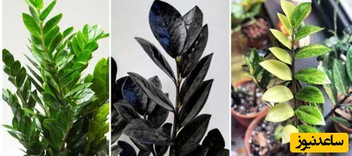 آموزش تکثیر و قلمه زدن زاموفیلیا به روشی آسان و سریع+ ویدئو