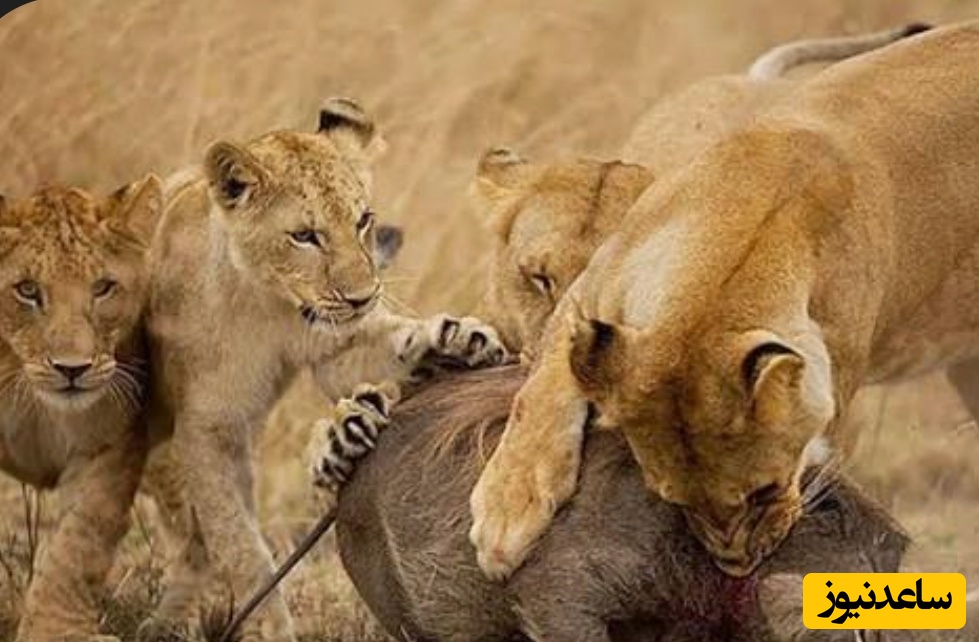 مستند حیات وحش حیوانات/ راز بقا: فرار جسورانه گراز وحشی از دست شیرهای گرسنه و خشمگین+ فیلم