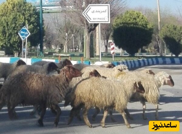 امنیت 100 درصدی گله گوسفندان با اختراع جدید چوپان خلاق؛ حتماً ببینید!+فیلم