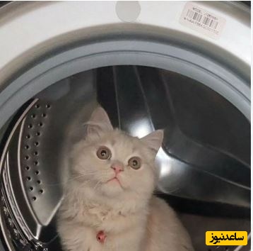 ویدئو| نجات معجزه‌آسای گربه از داخل ماشین لباسشویی