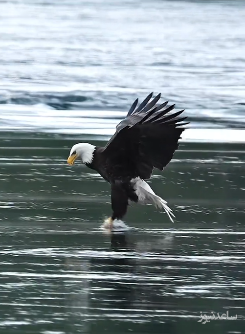 (فیلم) صحنه دیده نشده از شکوه و عظمت یک عقاب / صید ماهرانه ماهی از رودخانه