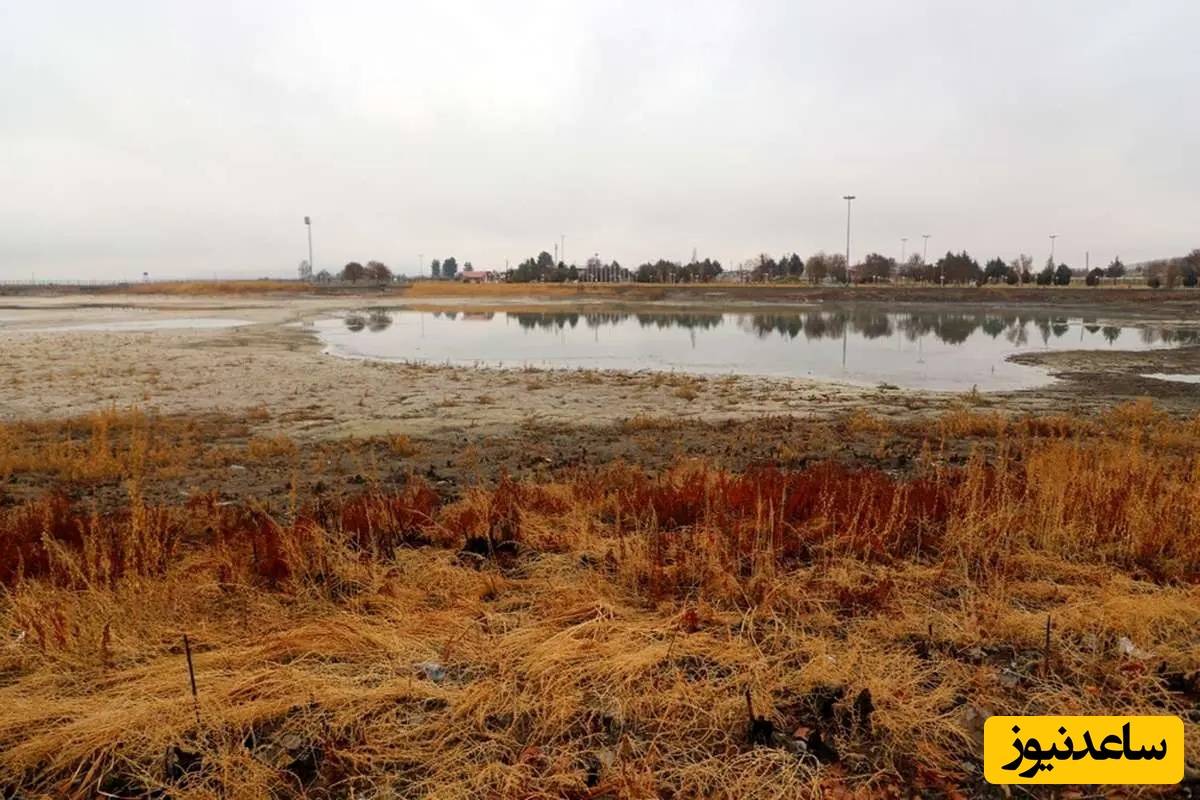 تصاویر؛ نیلوفرها در سرابِ نیلوفر کرمانشاه+ عکس