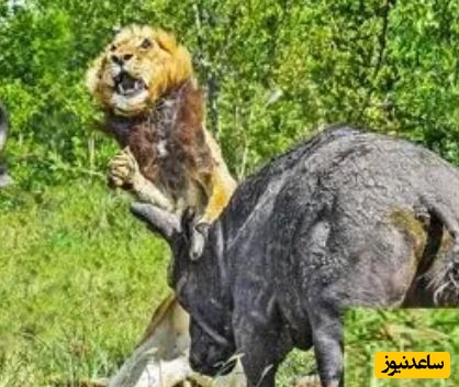 (ویدئو) حیات وحش ؛ مستند حیات وحش حیوانات / حمله وحشیانه بوفالوها به یک شیر نر پیر و تنها 🦁🌿