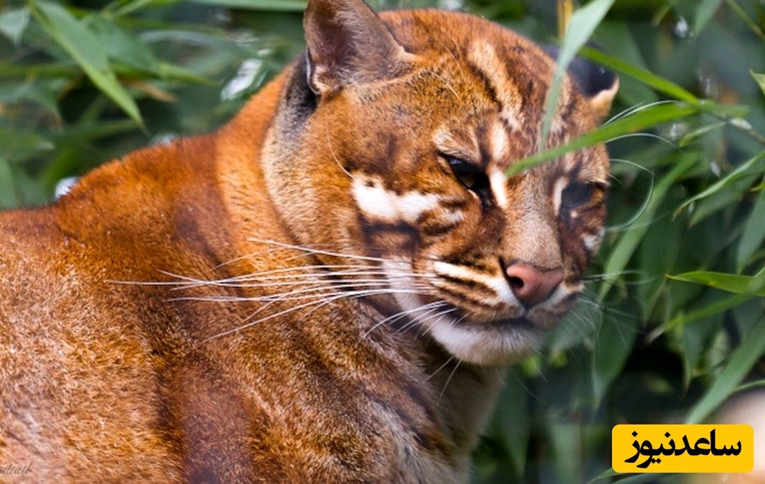 گربۀ طلایی؛ جانوری 16 کیلویی که گاو و گوزن می‌خورد