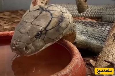 مستند حیات وحش حیوانات/ صحنه ای جذاب و تماشایی از آب خوردن مار+ ویدئو