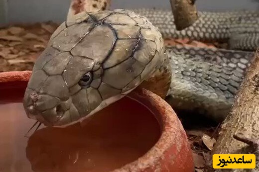 مستند حیات وحش حیوانات/ صحنه ای جذاب و تماشایی از آب خوردن مار+ ویدئو