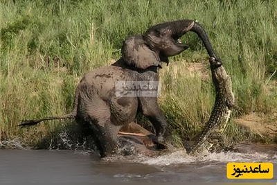 (ویدئو) مستند حیات‌وحش حیوانات؛ ماجرای امروز: نبرد نفسگیر و مرگبار تمساح جوان و فیل کهنسال
