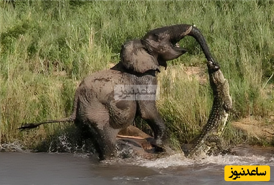 (ویدئو) مستند حیات‌وحش حیوانات؛ ماجرای امروز: نبرد نفسگیر و مرگبار تمساح جوان و فیل کهنسال