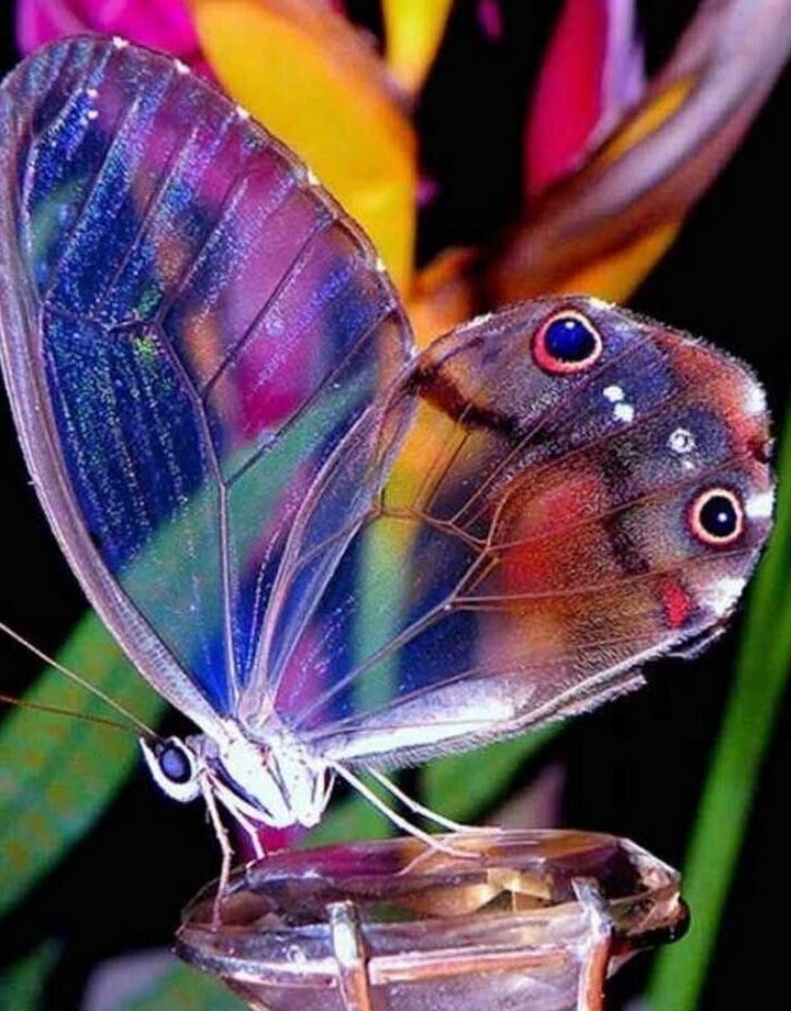 (فیلم) استتار باورنکردنی پروانه زیبا به شکل برگ!