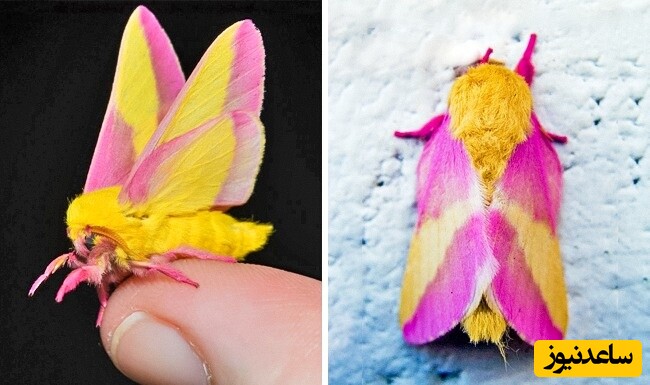 9- شاپرک صورتی افرا (Dryocampa rubicunda)