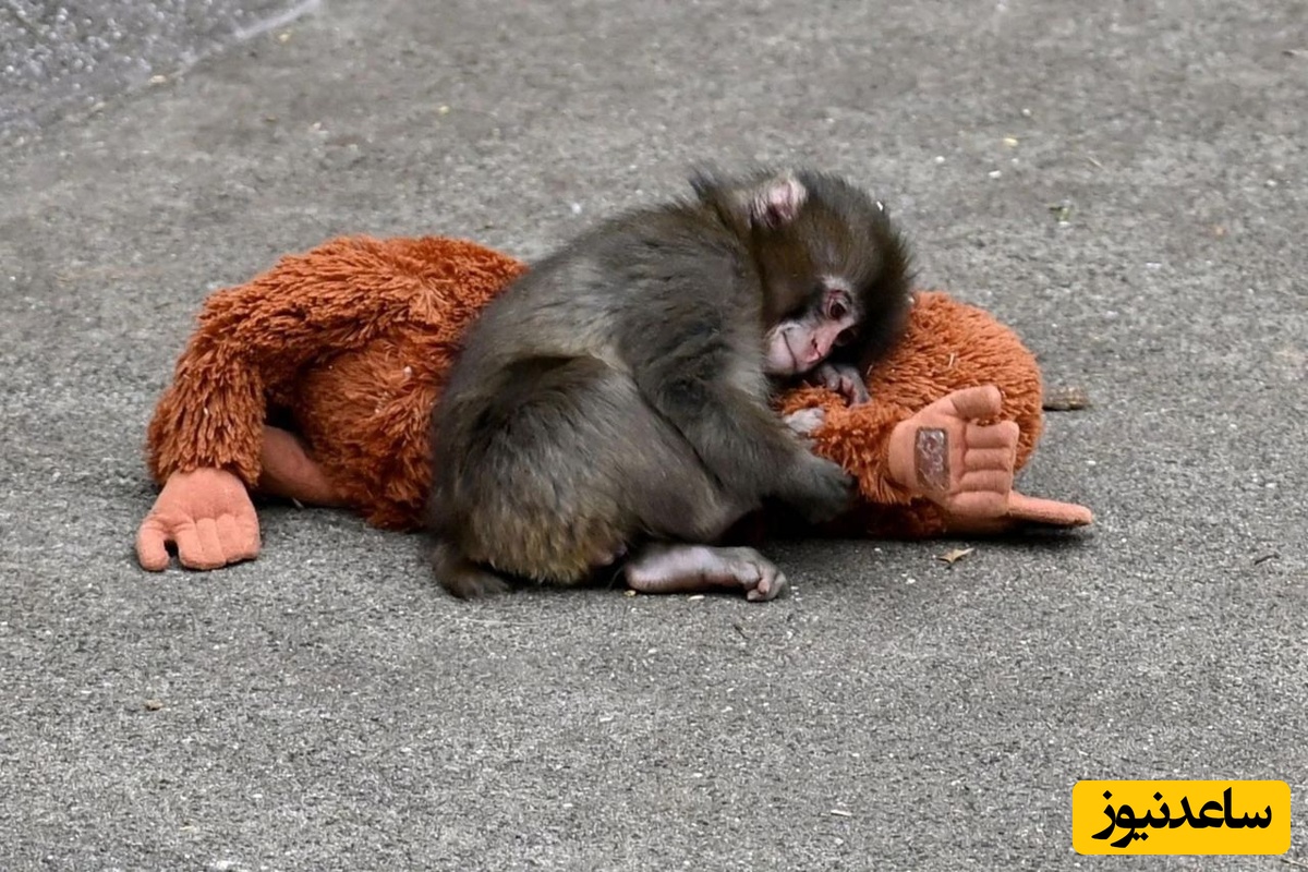 بچه میمون یتیم و معروف سرانجام مادر پیدا کرد