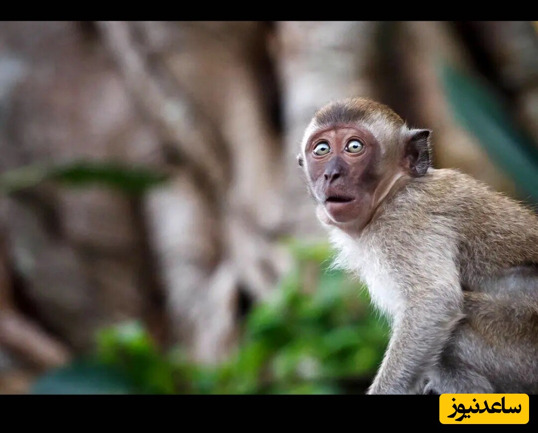 لحظه نفسگیر حمله میمون ها با فرد عابر پیاده در وسط یک خیابان/ چه حمله وحشیانه ای 🫣