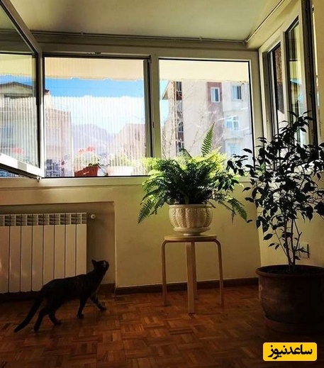 منزل هانیه توسلی