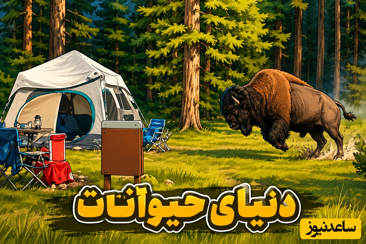 (ویدئو) مستند حیات وحش حیوانات/ راز بقا: فقط یک ثانیه فاصله تا یک فاجعه؛ گاومیش عصبانی گردشگران را غافلگیر کرد