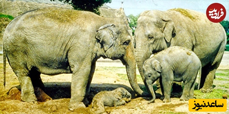 موتی در کنار مادرش و دیگر فیل‌های آسیایی ماده باغ‌وحش چستر