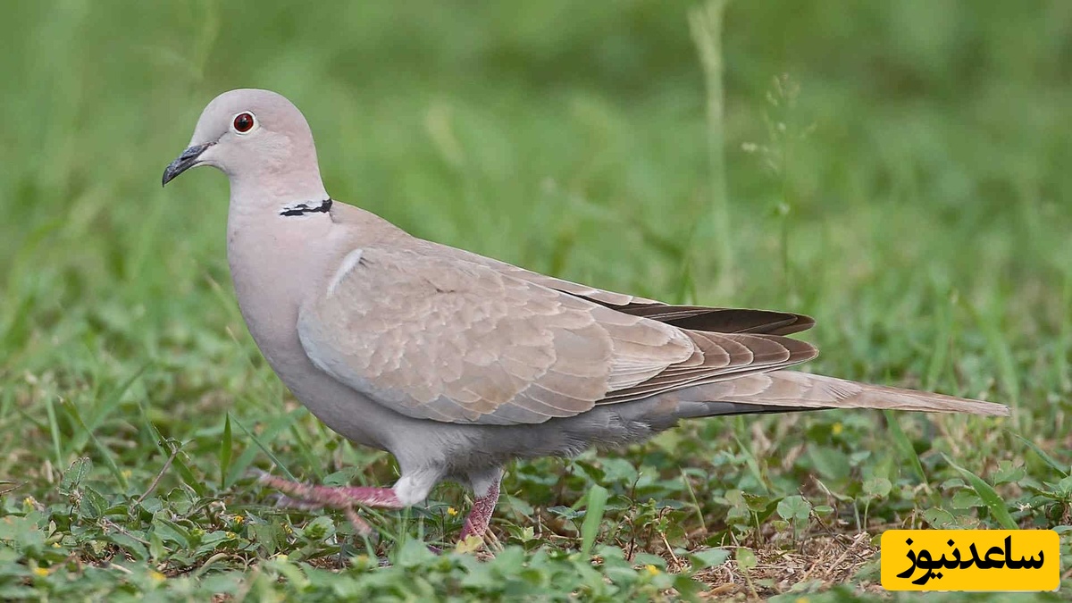 دیدن قمری(پرنده) در خواب چه تعبیری دارد؟ / تعبیر خواب قمری